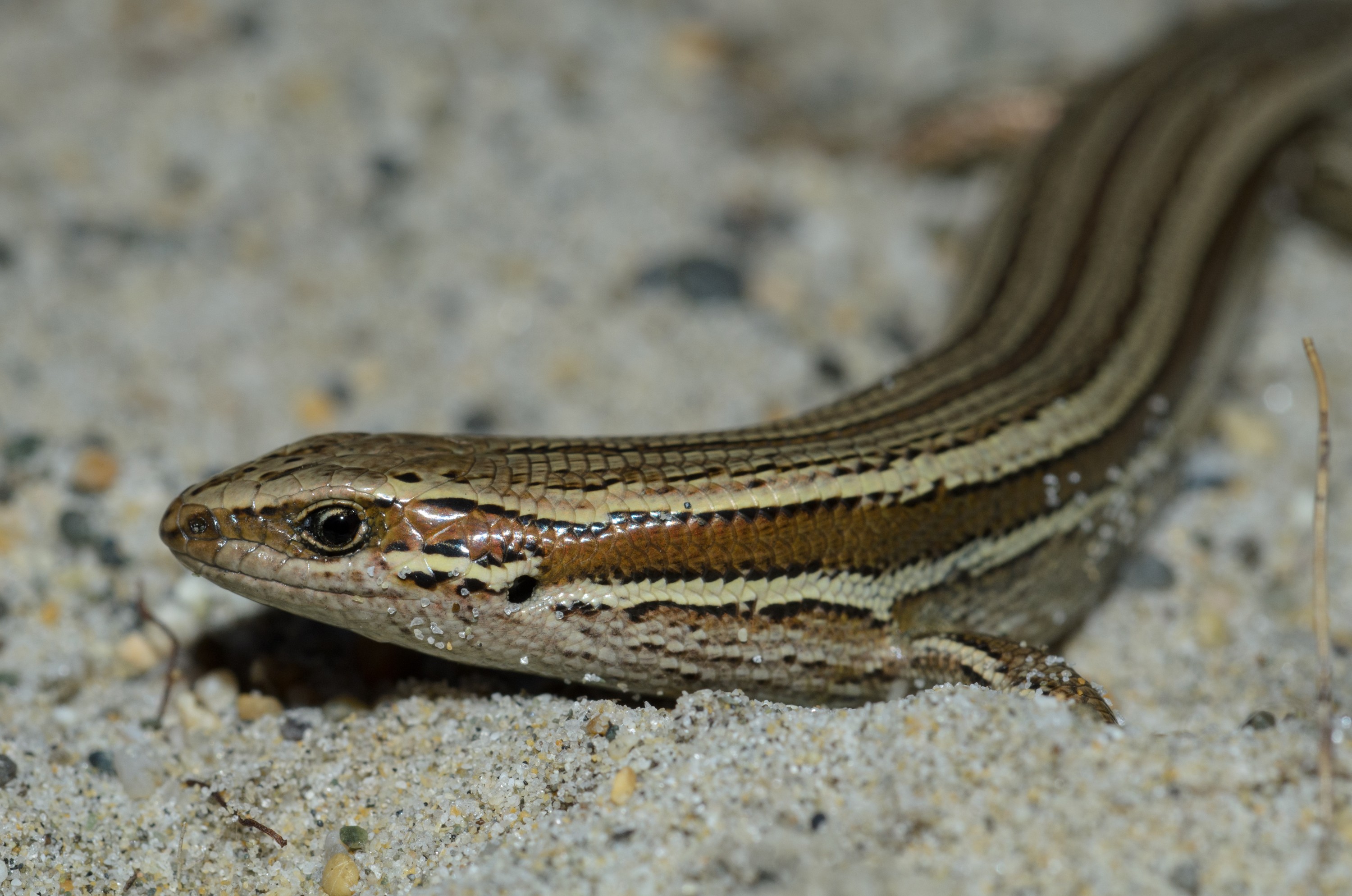 DSC_1882 – Adventure, Bay, Crispin, Island, March 2017, Mason, Mason Bay, National Park, New, New Zealand, Oligosoma polychroma, Rakiura, South, Stewart, Zealand, common skink